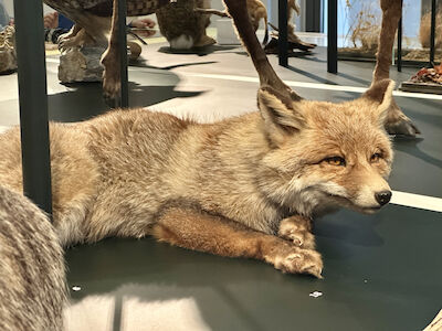 Ein ausgestopfter Fuchs befindet sich auch in der Ausstellung und sieht äußerst echt aus.