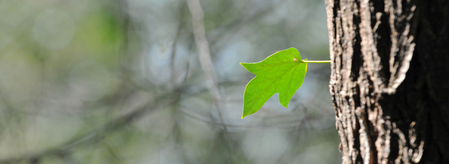 Ein frisches Blatt wächst aus dem Stamm.