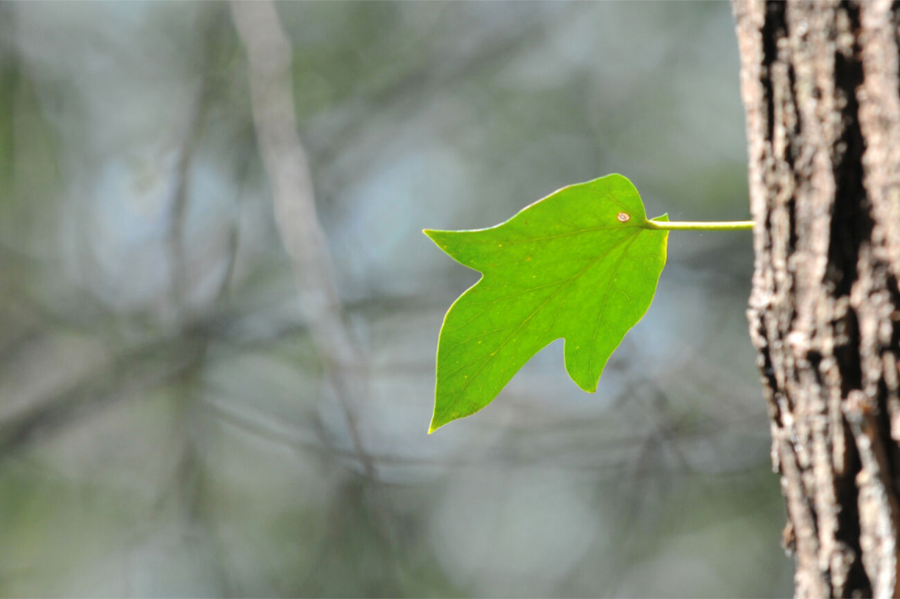 Ein frisches Blatt wächst aus dem Stamm.
